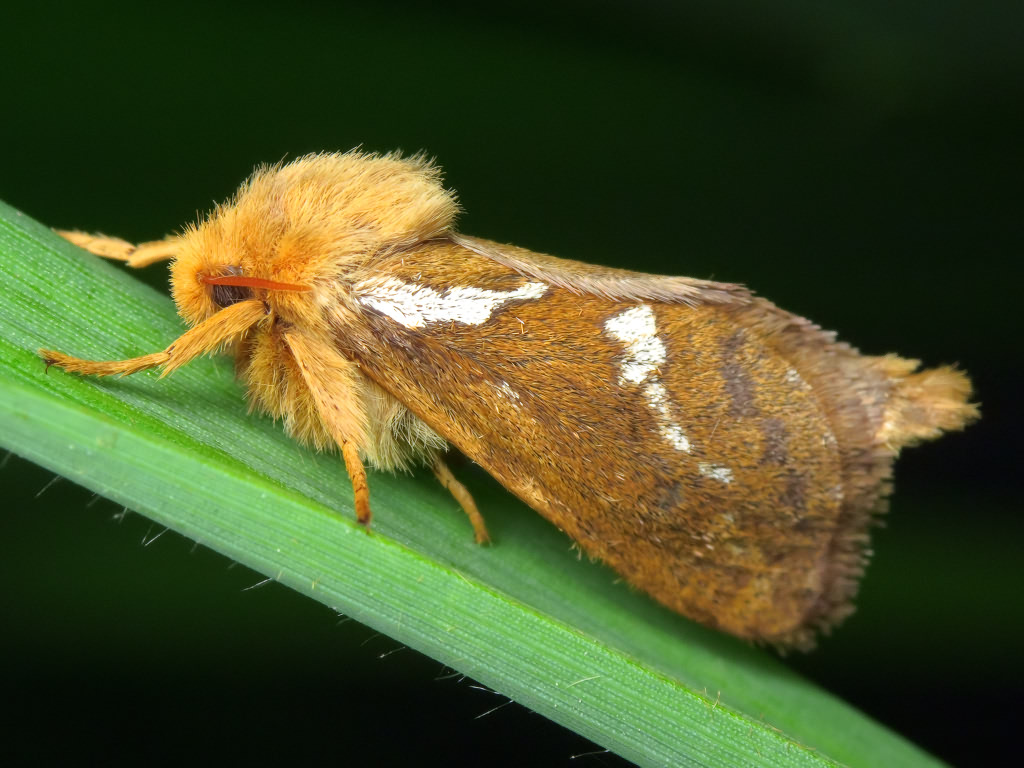 Korscheltellus lupulina (Linnaeus, 1758)